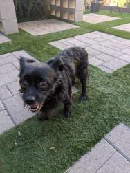 Found/Stray Male Dog last seen Central and Osborn, Phoenix, AZ 85012