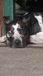 Found/Stray Male Dog last seen Southport and McFarland, Southport, IN 46227