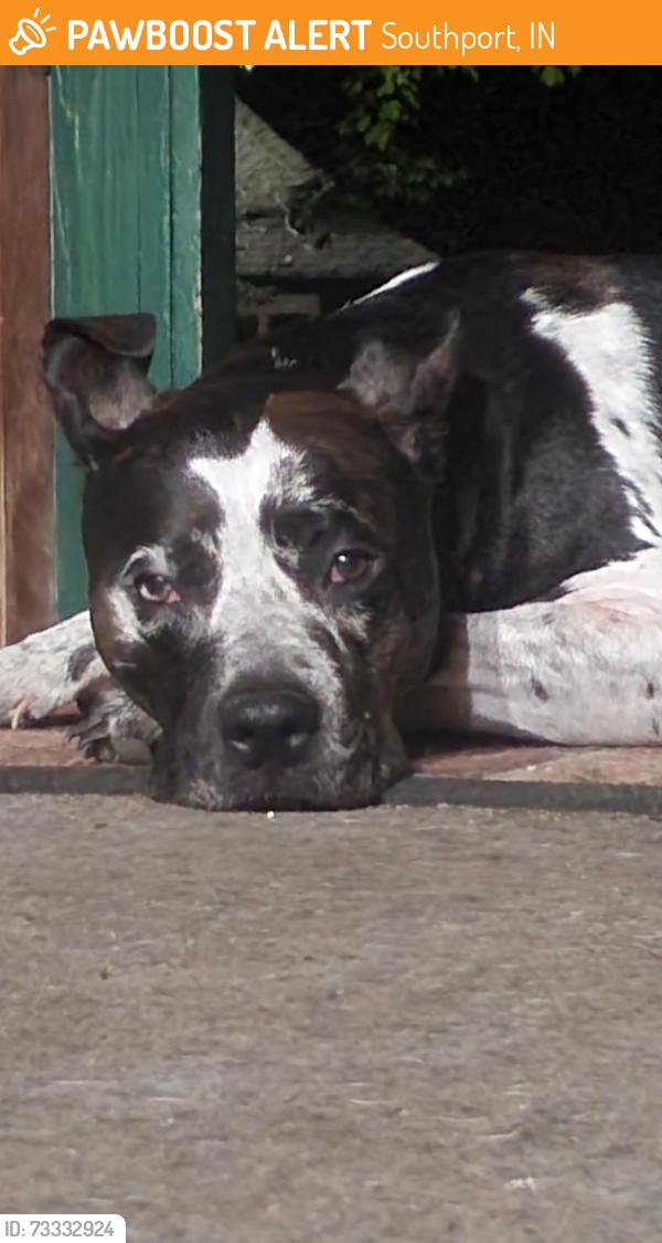 Found/Stray Male Dog last seen Southport and McFarland, Southport, IN 46227