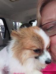 Lost Male Dog last seen Woodforest, Houston, TX 77015