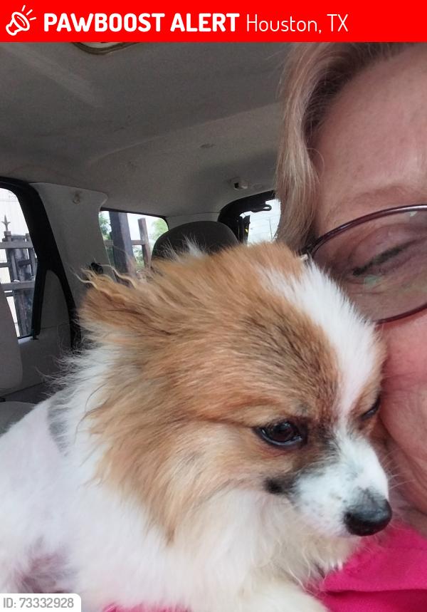 Lost Male Dog last seen Woodforest, Houston, TX 77015
