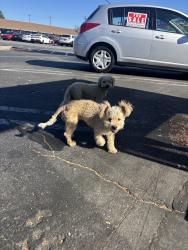 Found/Stray Unknown Dog last seen Edinger & Main Streets, by Dollar General Market in Santa Ana, Santa Ana, CA 92707