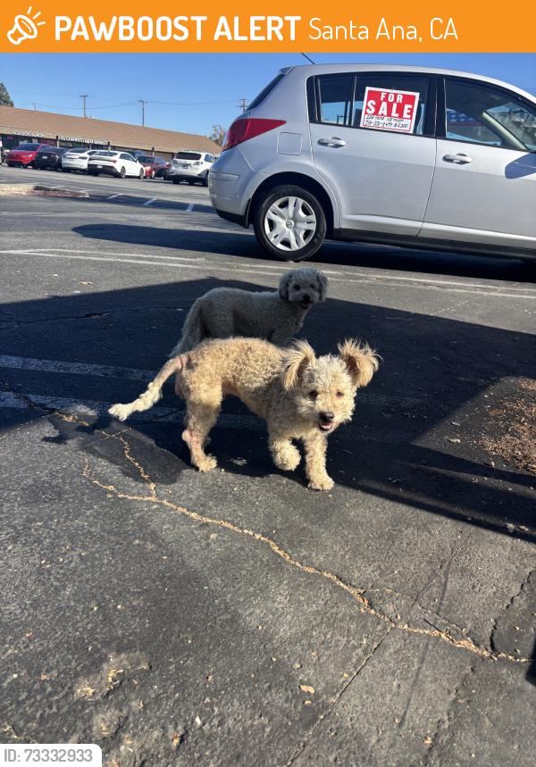 Found/Stray Unknown Dog last seen Edinger & Main Streets, by Dollar General Market in Santa Ana, Santa Ana, CA 92707