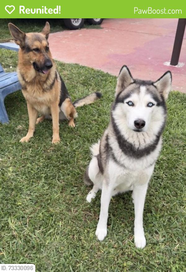 Reunited Male Dog last seen hmstd, FL, USA, Homestead, FL 33030