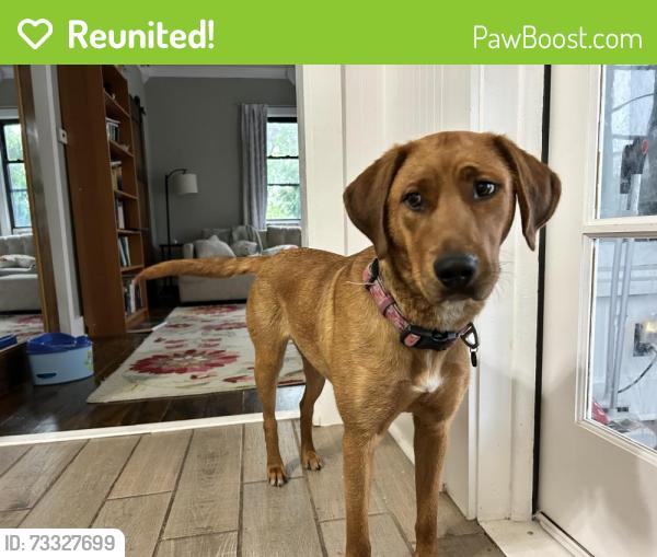 Reunited Female Dog last seen Oakland, Joliet, IL 60435