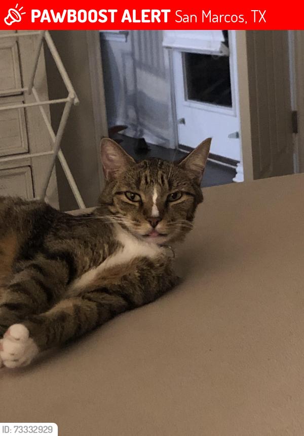 Lost Male Cat last seen Tulip Garden Trail near Pyland Ranch, La Cima community San Marcos TX, San Marcos, TX 78666