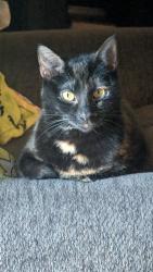 Lost Female Cat last seen Vitense golfland, Madison, WI 53711