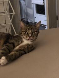 Lost Male Cat last seen Tulip Garden Trail near Pyland Ranch, La Cima community San Marcos TX, San Marcos, TX 78666