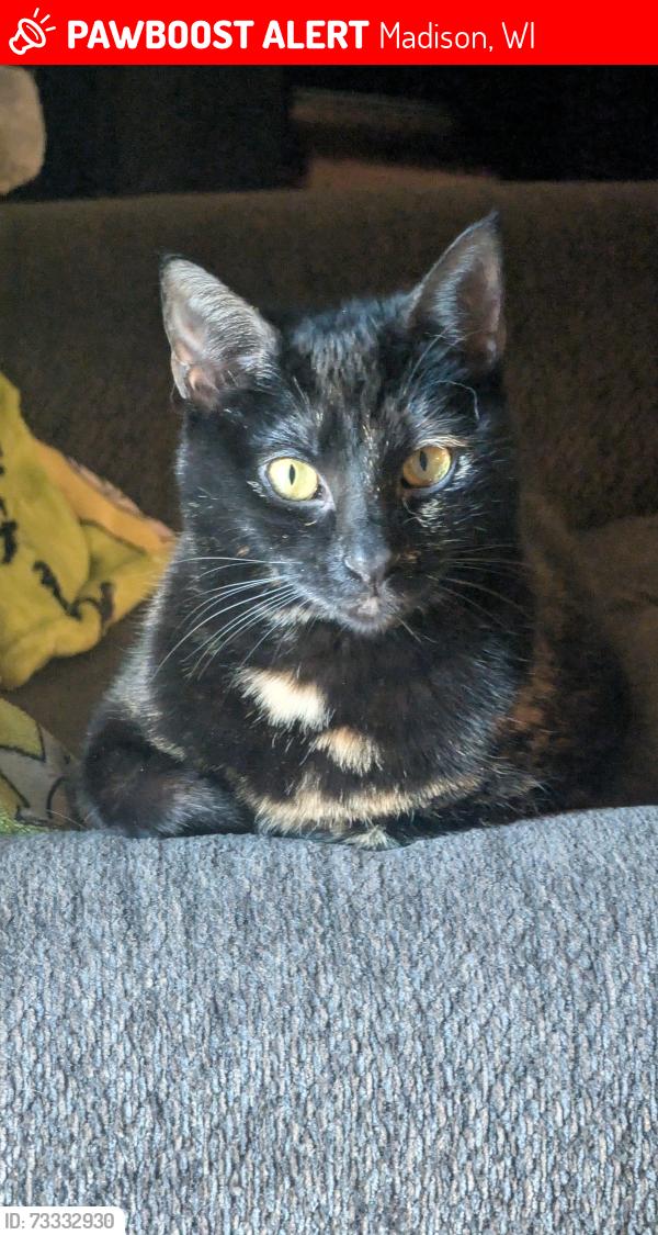 Lost Female Cat last seen Vitense golfland, Madison, WI 53711