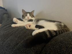 Lost Male Cat last seen Lake breeze rd Sheffield lake Ohio 44054, Sheffield Lake, OH 44054