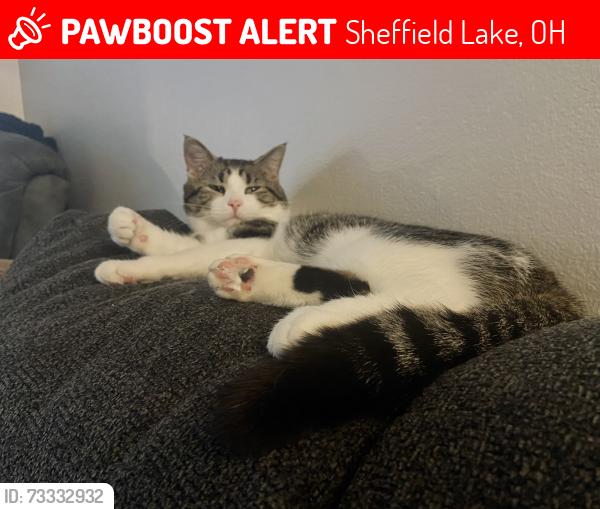 Lost Male Cat last seen Lake breeze rd Sheffield lake Ohio 44054, Sheffield Lake, OH 44054
