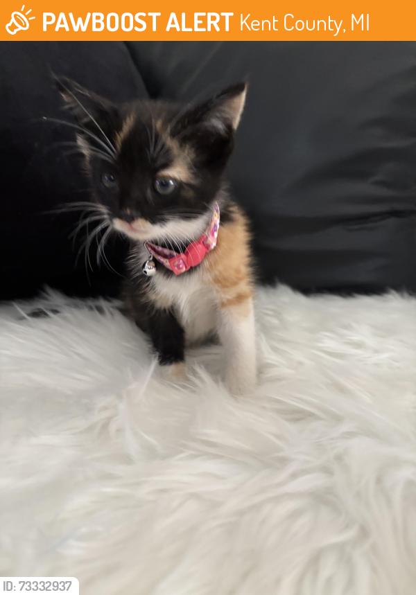 Found/Stray Female Cat last seen Madison, Kent County, MI 49512