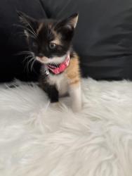 Found/Stray Female Cat last seen Madison, Kent County, MI 49512