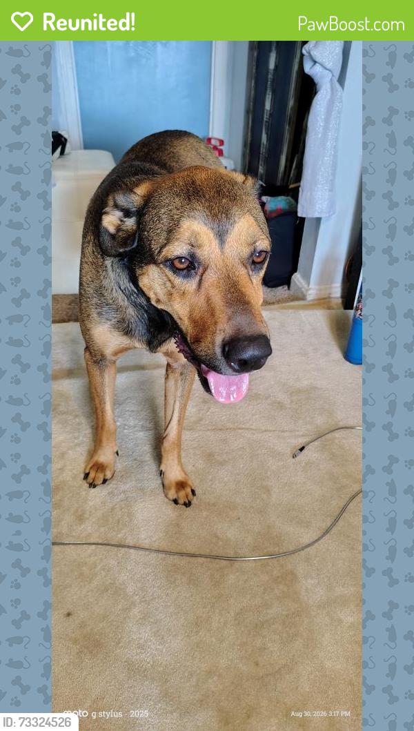 Reunited Male Dog last seen Outer Loop, Louisville, KY 40118