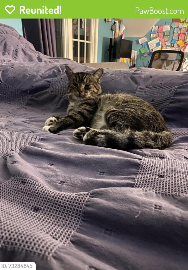 Reunited Male Cat last seen Near East 219th Street, Euclid, OH 44123