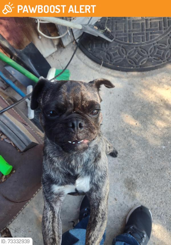 Found/Stray Male Dog last seen Near clarkdale ave, Hawaiian Gardens, CA 90716