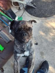 Found/Stray Male Dog last seen Near clarkdale ave, Hawaiian Gardens, CA 90716