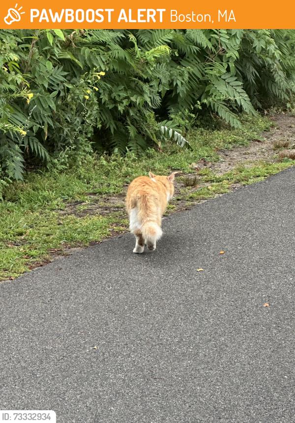 Found/Stray Unknown Cat last seen On the Neponset Trail behind Castlemaine Construction, Boston, MA 02124