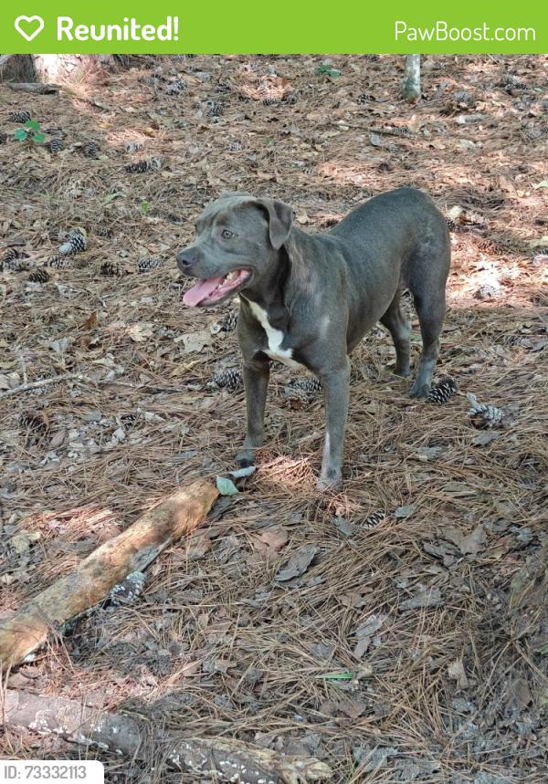 Reunited Female Dog last seen Hidcote Circle, Wellington Forest, Herdon and Barbee, Durham, NC 27713