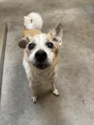 Shelter Stray Male Dog last seen Wellesley And Nevada, SPOKANE, WA, 99207, 6815 E Trent Ave, Spokane, WA 99212, USA