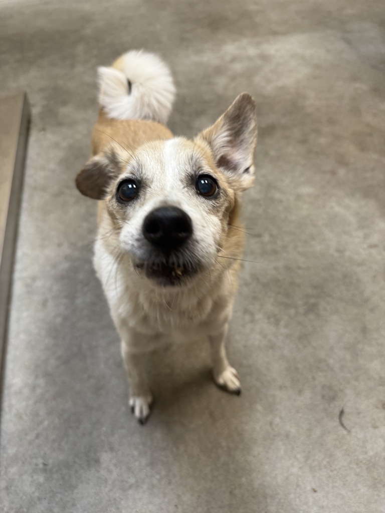 Shelter Stray Male Dog last seen Wellesley And Nevada, SPOKANE, WA, 99207, 6815 E Trent Ave, Spokane, WA 99212, USA