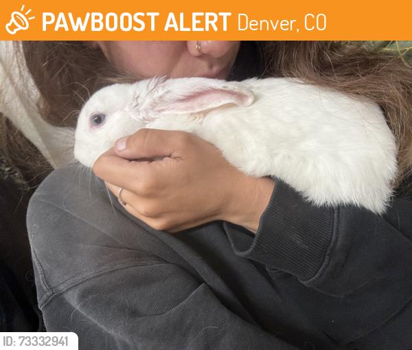 Found/Stray Female Rabbit last seen Havana and Dartmouth, Denver, CO 80014