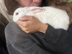 Found/Stray Female Rabbit last seen Havana and Dartmouth, Denver, CO 80014