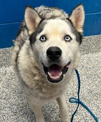 Shelter Stray Male Dog last seen alameda and wadsworth, Lakewood, CO, 80124, 580 McIntyre St, Golden, CO 80401, USA