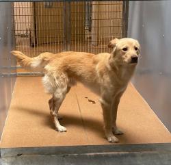 Shelter Stray Male Dog last seen Palm, San Diego, CA, 92154, 5500 Gaines St, San Diego, CA 92110, USA