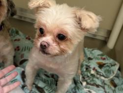 Shelter Stray Female Dog last seen Mission Avenue, Oceanside, CA, 92054, Oceanside, CA 92058, USA