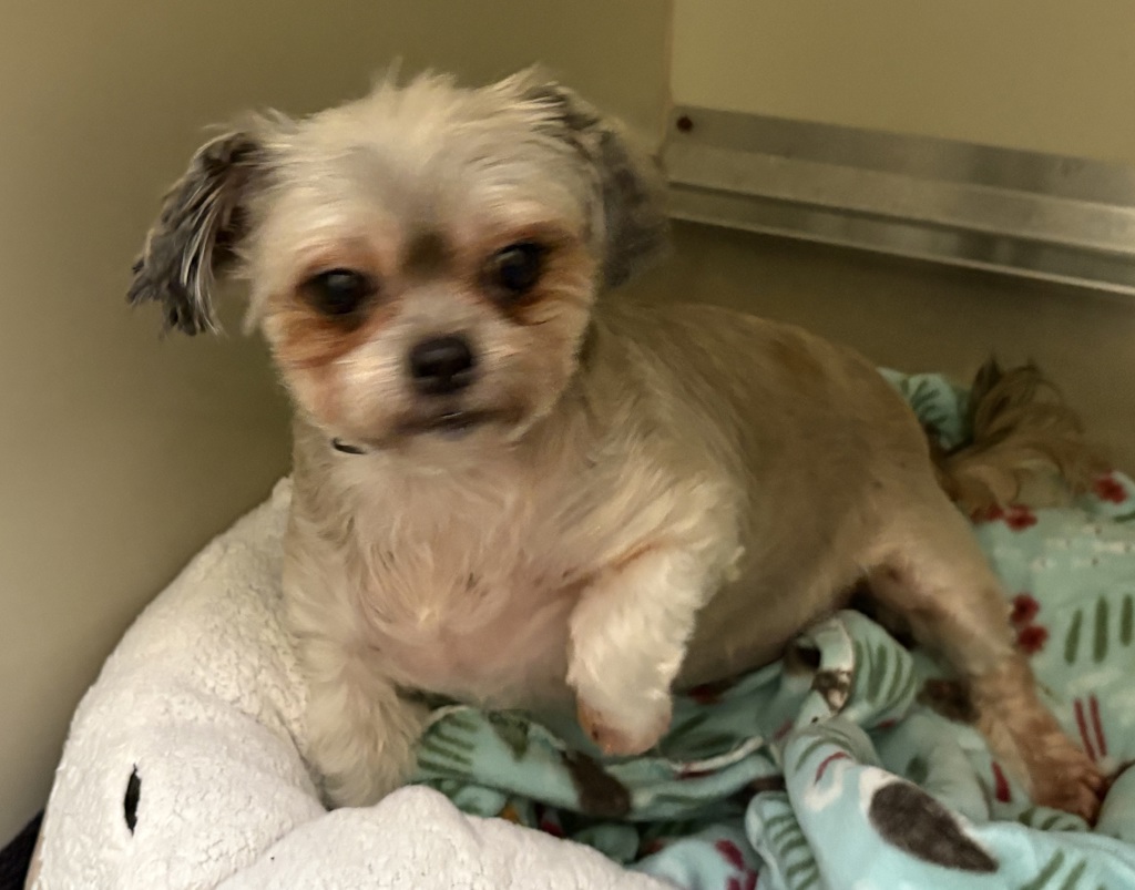 Shelter Stray Female Dog last seen Mission Avenue, Oceanside, CA, 92054, Oceanside, CA 92058, USA