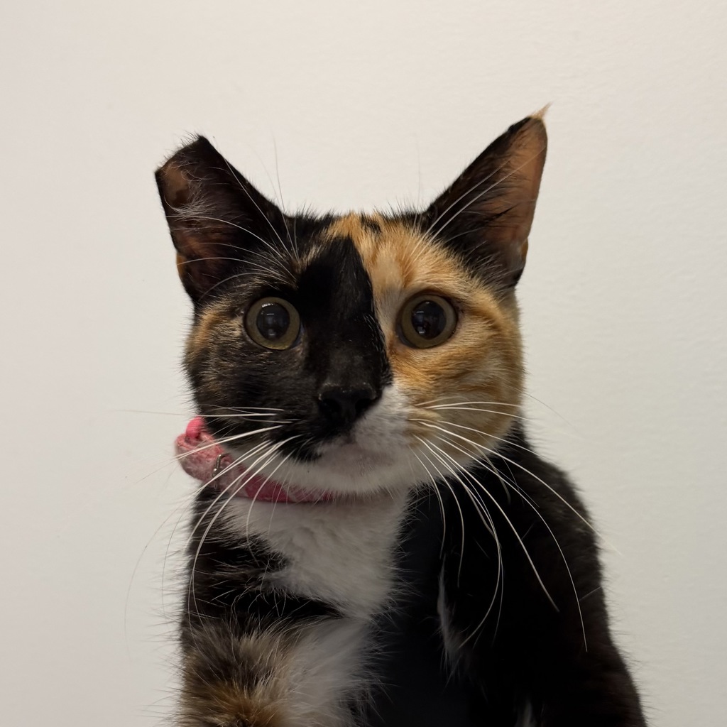 Shelter Stray Female Cat last seen Near Outer Road, San Diego, CA, 92154, 5500 Gaines St, San Diego, CA 92110, USA