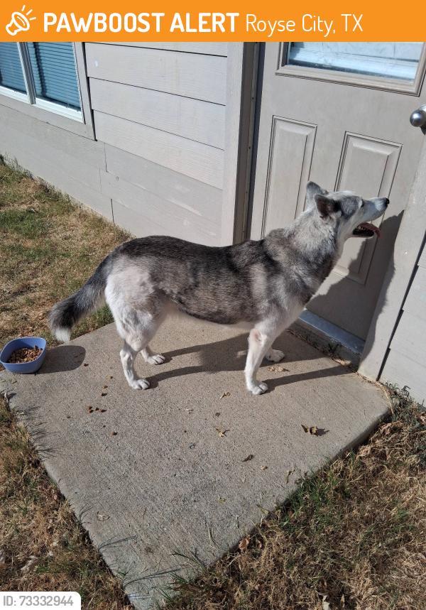 Found/Stray Female Dog last seen Silver maple ln, Royse City, TX 75189