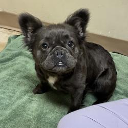 Shelter Stray Female Dog last seen SE 15TH AND NIGHT HERON ST, GRESHAM, OR, 97080, 1700 W Historic Columbia River Hwy, Troutdale, OR 97060, USA