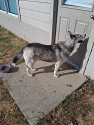 Found/Stray Female Dog last seen Silver maple ln, Royse City, TX 75189
