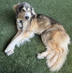 Shelter Stray Female Dog last seen Near 4th Avenue, Escondido, CA, 92027, Escondido, CA 92027, USA
