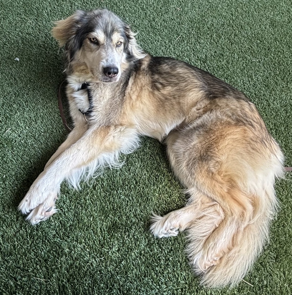 Shelter Stray Female Dog last seen Near 4th Avenue, Escondido, CA, 92027, Escondido, CA 92027, USA