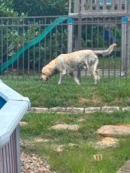 Reunited Male Dog last seen Villa Gra way, Fenton, MO 63026