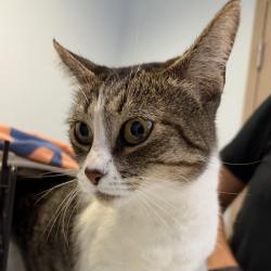 Shelter Stray Female Cat last seen Coral Sands Terrace, San Diego, CA, 92117, 5500 Gaines St, San Diego, CA 92110, USA