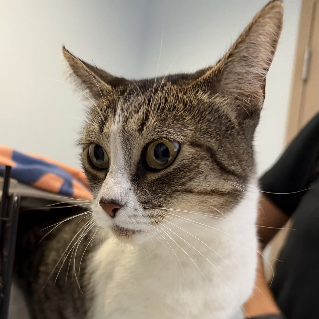 Shelter Stray Female Cat last seen Coral Sands Terrace, San Diego, CA, 92117, 5500 Gaines St, San Diego, CA 92110, USA