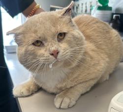 Shelter Stray Male Cat last seen Near S Cheyenne Street, SALT LAKE CITY, UT, 84104, 511 W 3900 S, Salt Lake City, UT 84123, USA