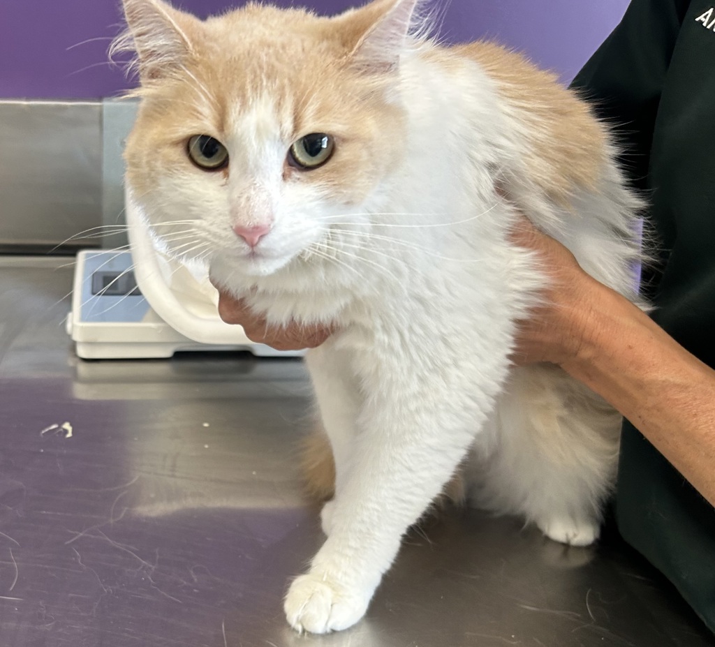 Shelter Stray Male Cat last seen Near S Sherman Avenue, SALT LAKE CITY, UT, 84115, 511 W 3900 S, Salt Lake City, UT 84123, USA