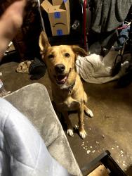 Lost Female Dog last seen Muse street & Jewell Ave, Fort Worth, TX 76112