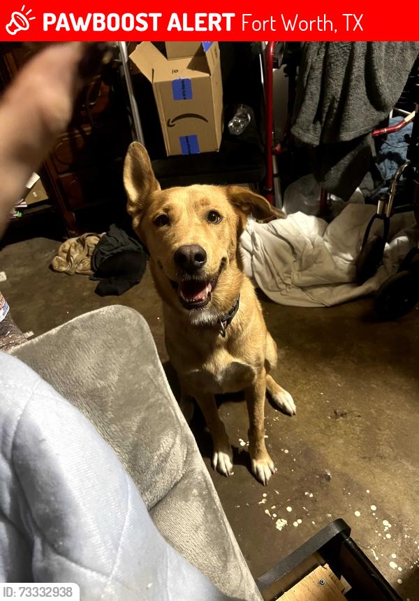 Lost Female Dog last seen Muse street & Jewell Ave, Fort Worth, TX 76112