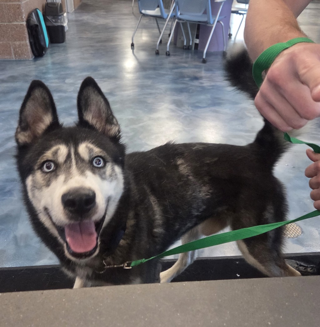Shelter Stray Male Dog last seen Construction zone near trailer park, near the Sunoco gas station, PONTIAC, MI, 48340, 1200 N Telegraph Building 42E, Pontiac, MI 48340, USA