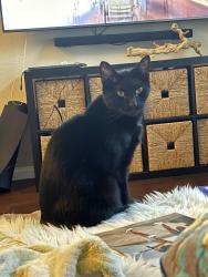 Lost Male Cat last seen Madrid and Live Oak, Vista, CA 92081