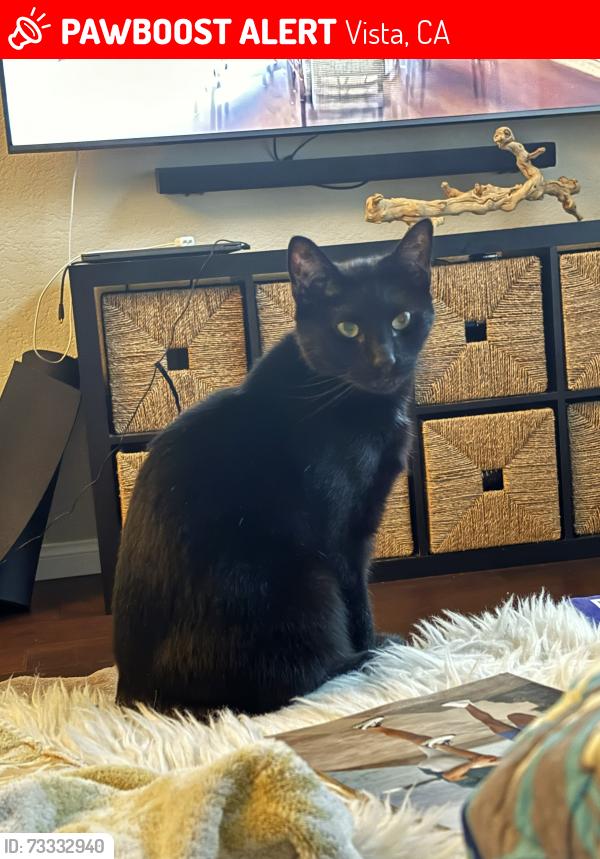 Lost Male Cat last seen Madrid and Live Oak, Vista, CA 92081