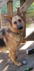 Lost Female Dog last seen X and 34 th street, Vancouver, WA 98663