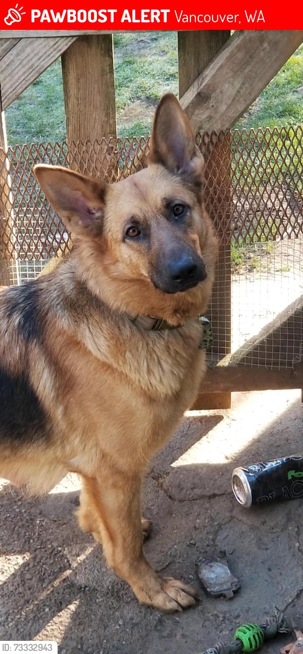 Lost Female Dog last seen X and 34 th street, Vancouver, WA 98663