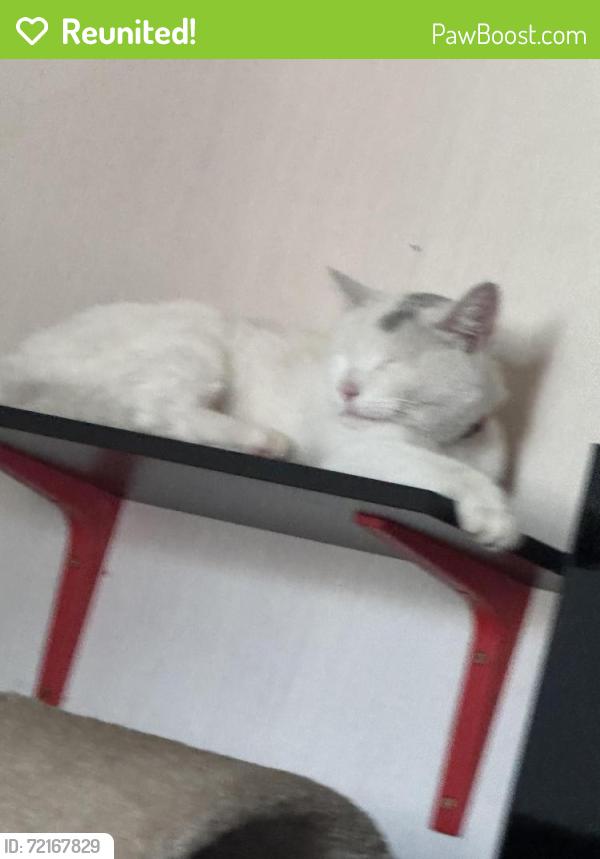Reunited Female Cat last seen Near S 100 E, Bountiful, UT 84010